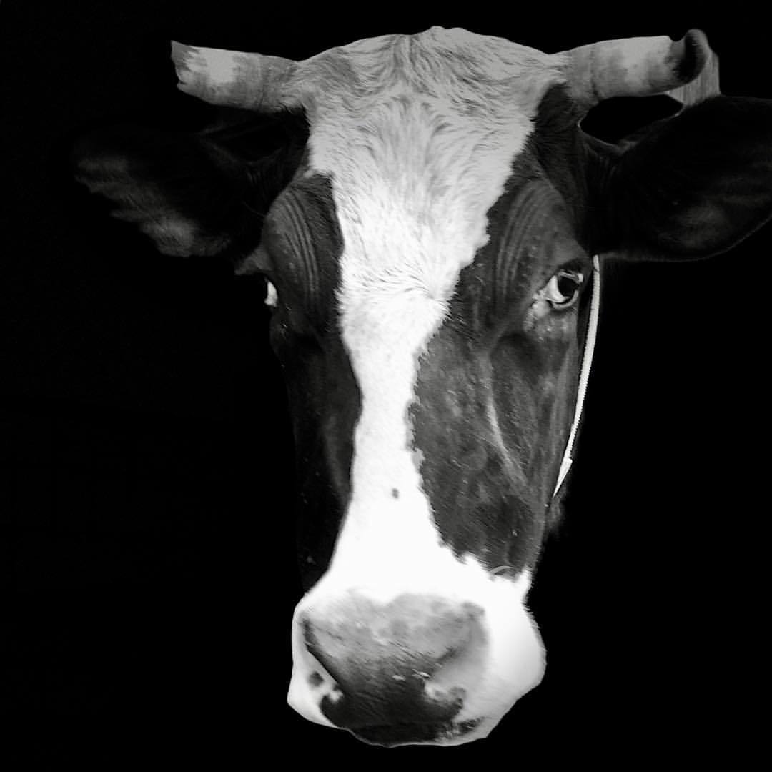 Portrait of a bull - by Helmut Hoffer von Ankershoffen