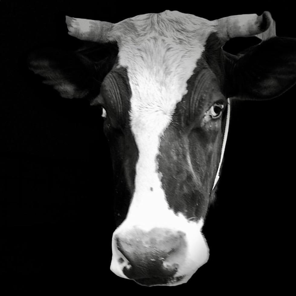 Portrait of a bull - by Helmut Hoffer von Ankershoffen