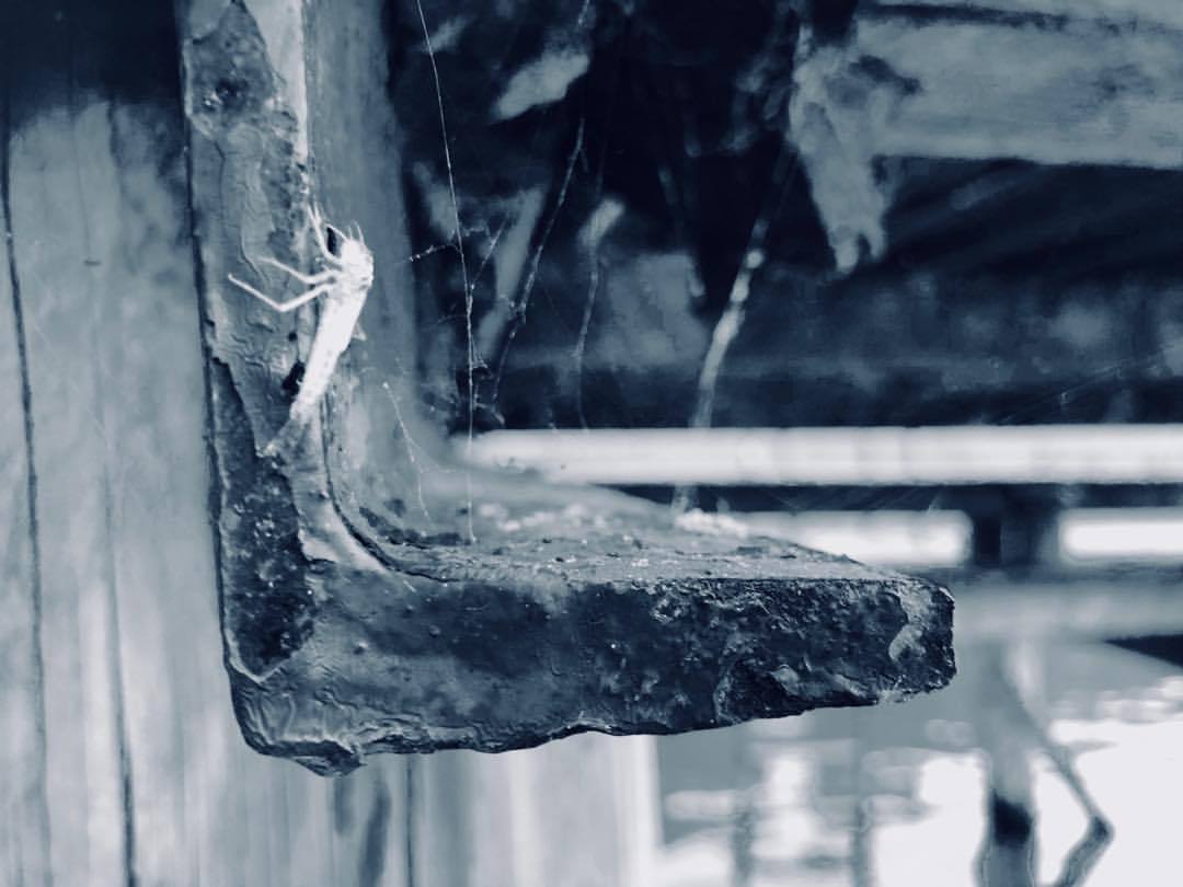 Life and death - by Helmut Hoffer von Ankershoffen