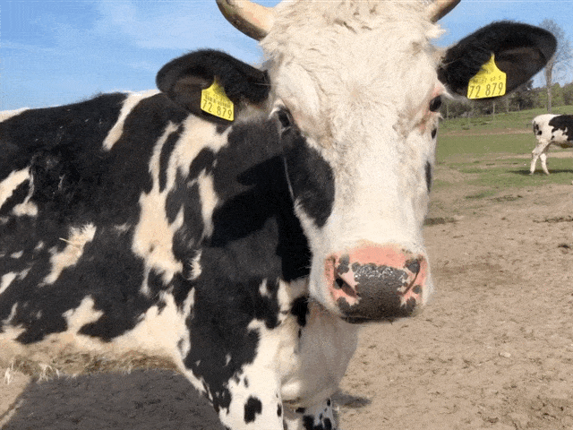 Kissed by a cow - by Helmut Hoffer von Ankershoffen