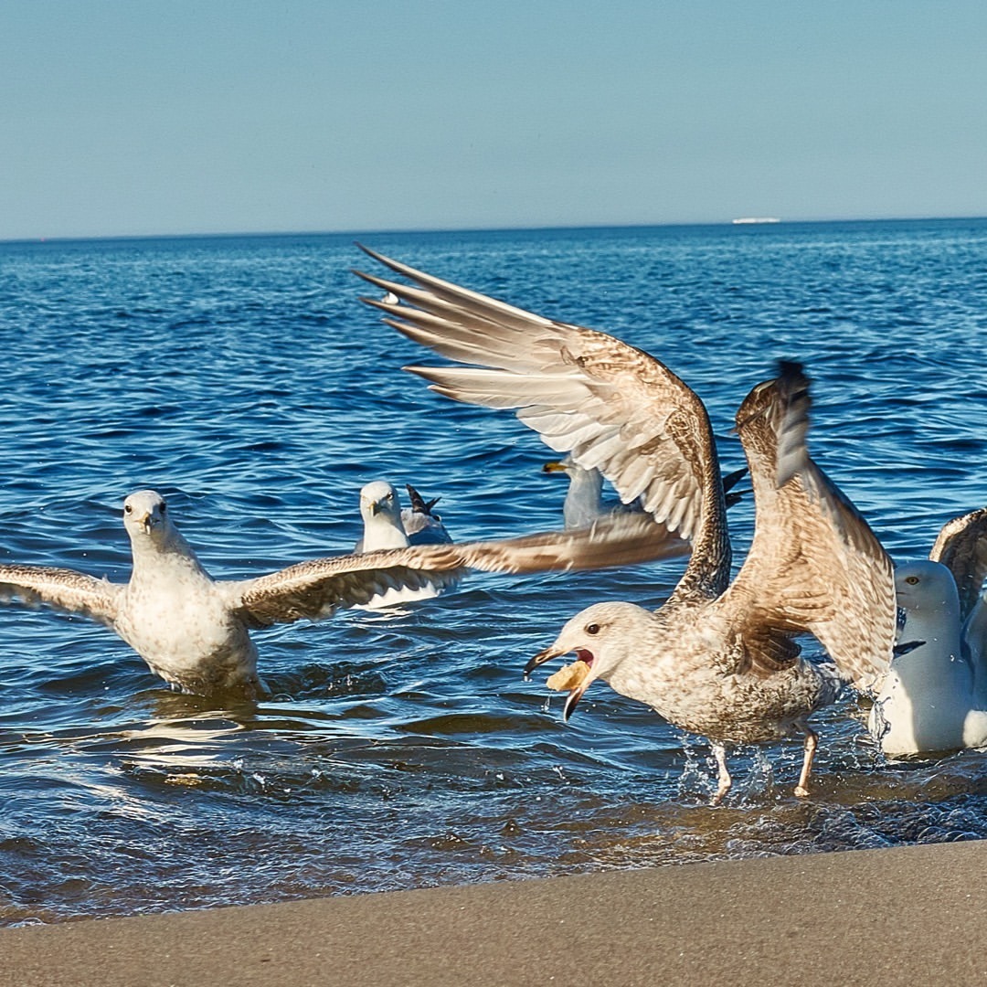 Birds - by Helmut Hoffer von Ankershoffen