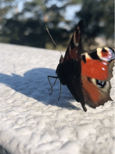 Beautiful peacock butterfly in the sun - by Helmut Hoffer von Ankershoffen