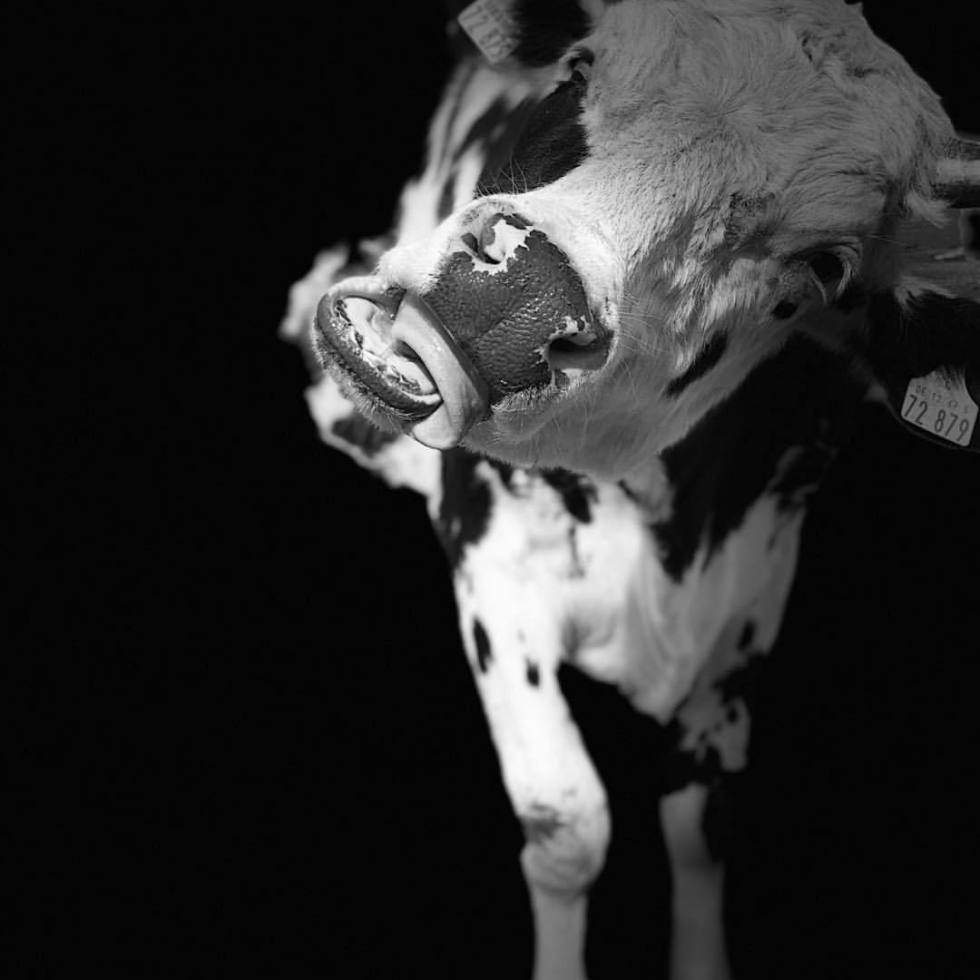 Chewing bull - by Helmut Hoffer von Ankershoffen