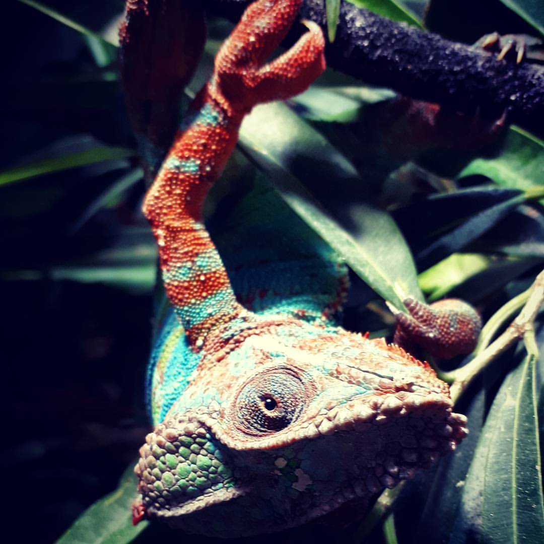 Giovanni Georgio Amici Hoffer von Ankershoffen (R.I.P.) - by Helmut Hoffer von Ankershoffen