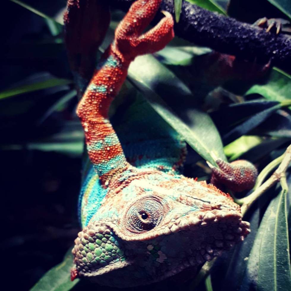 Giovanni Georgio Amici Hoffer von Ankershoffen (R.I.P.) - by Helmut Hoffer von Ankershoffen