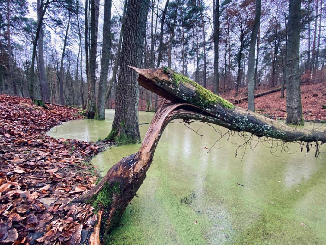Broken tree - by Helmut Hoffer von Ankershoffen