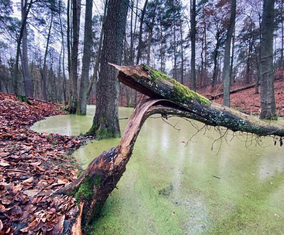 Broken tree - by Helmut Hoffer von Ankershoffen