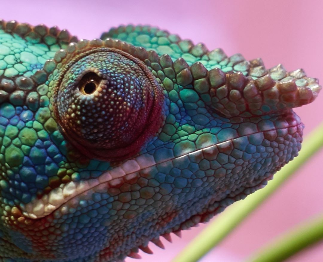 Eye contact - by Helmut Hoffer von Ankershoffen