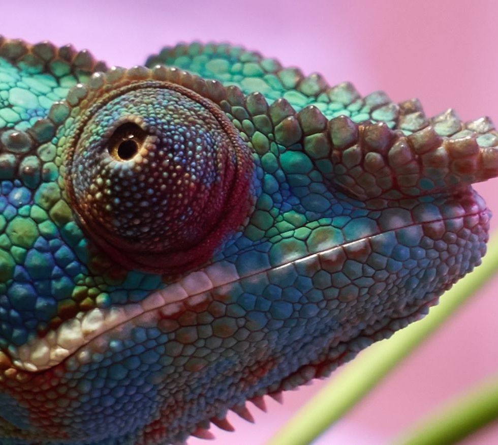 Eye contact - by Helmut Hoffer von Ankershoffen