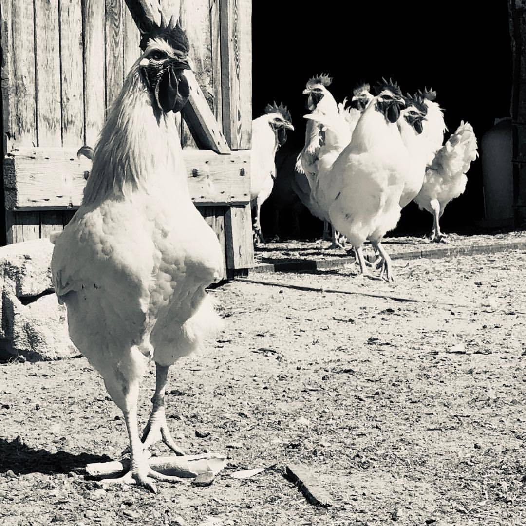 Leadership - by Helmut Hoffer von Ankershoffen