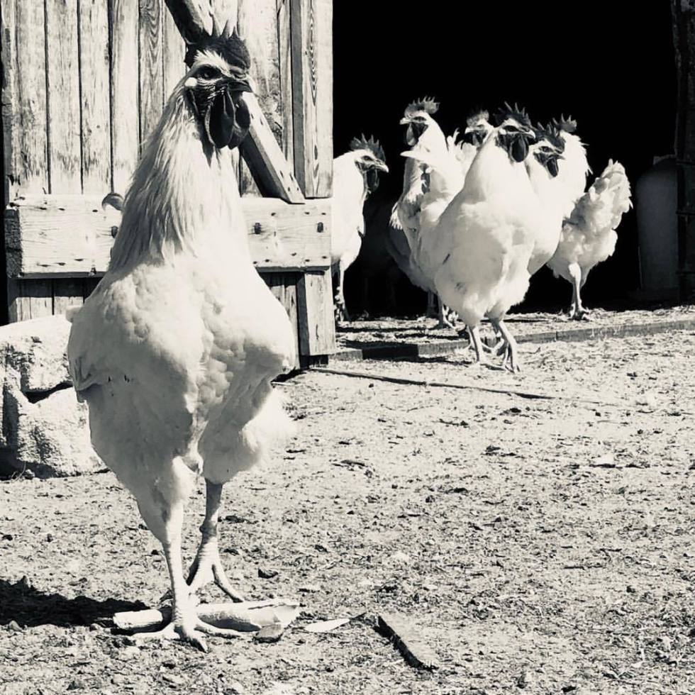 Leadership - by Helmut Hoffer von Ankershoffen