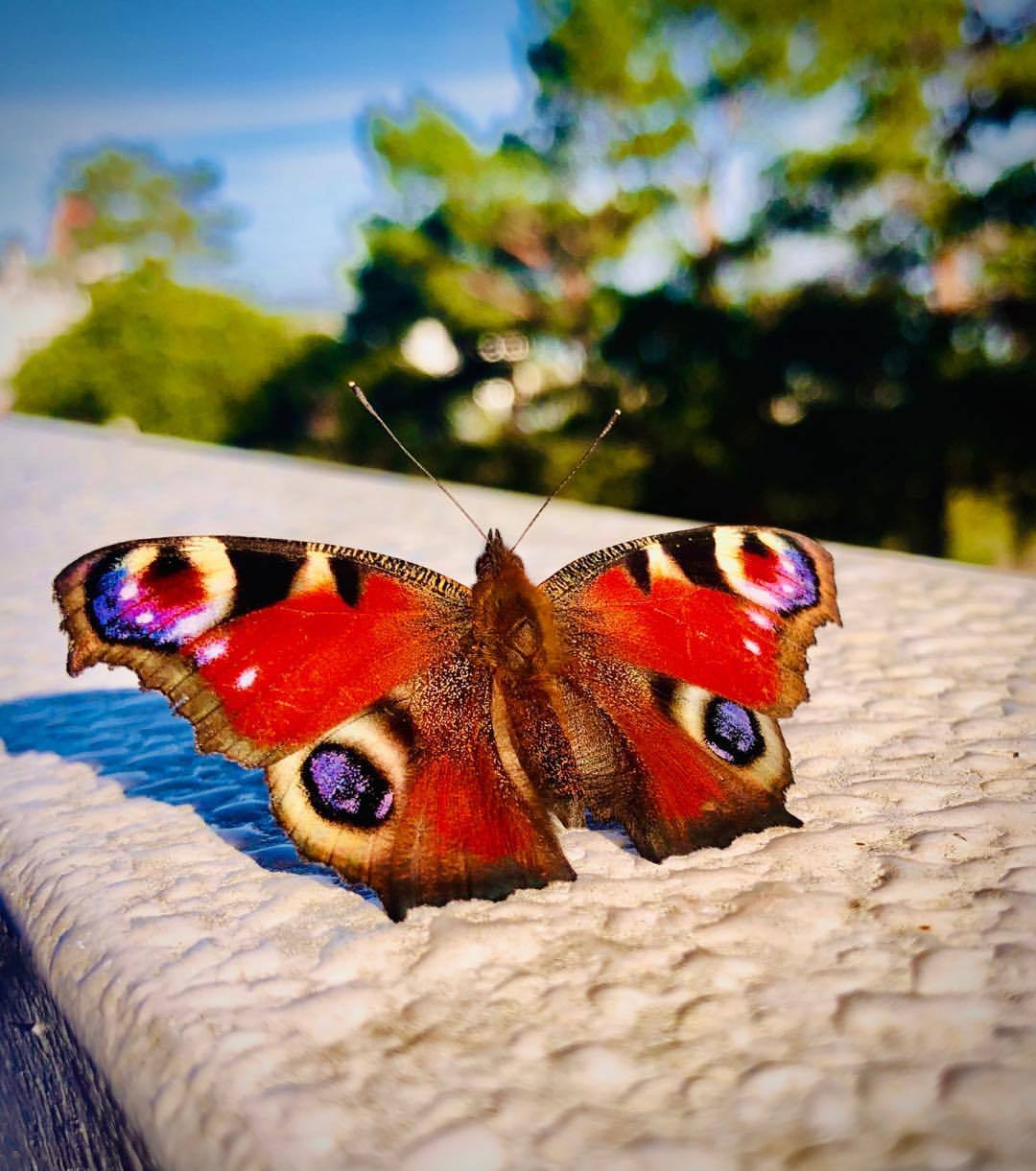 Beautiful butterfly - by Helmut Hoffer von Ankershoffen