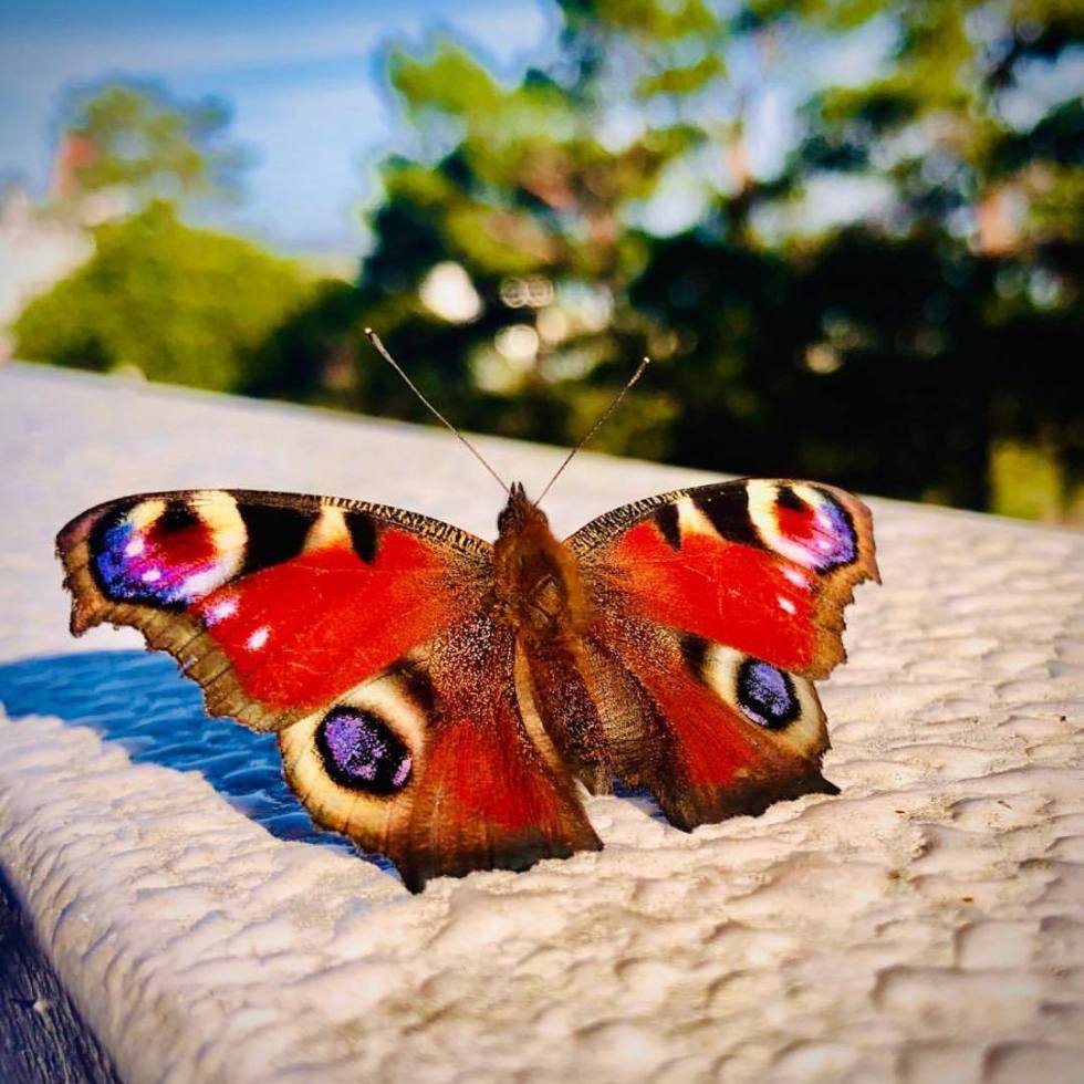 Beautiful butterfly - by Helmut Hoffer von Ankershoffen