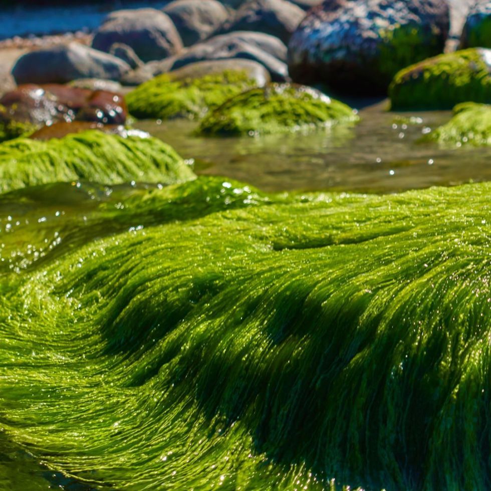 Long hairs - by Helmut Hoffer von Ankershoffen
