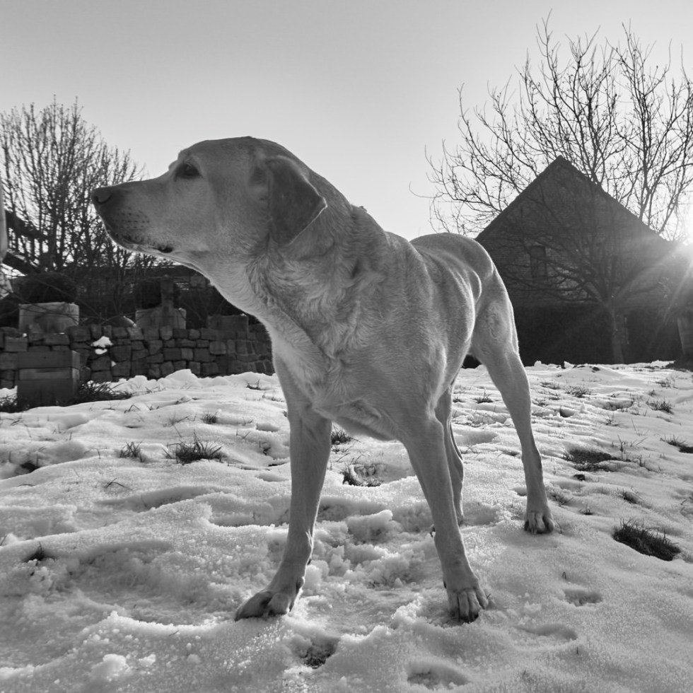 Aeon Hoffer von Ankershoffen (R.I.P.) - by Helmut Hoffer von Ankershoffen