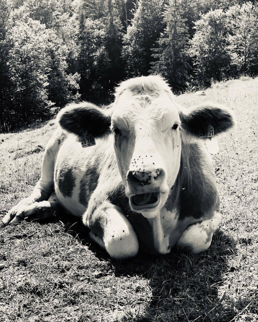 Chilling cow - by Helmut Hoffer von Ankershoffen