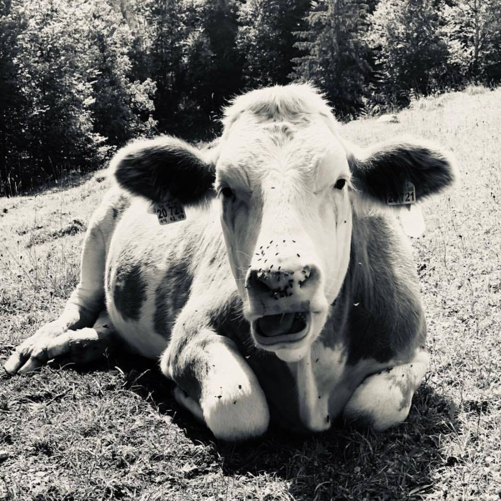 Chilling cow - by Helmut Hoffer von Ankershoffen