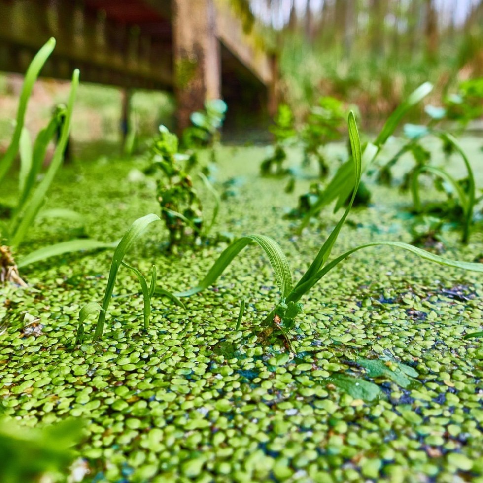 Details - by Helmut Hoffer von Ankershoffen