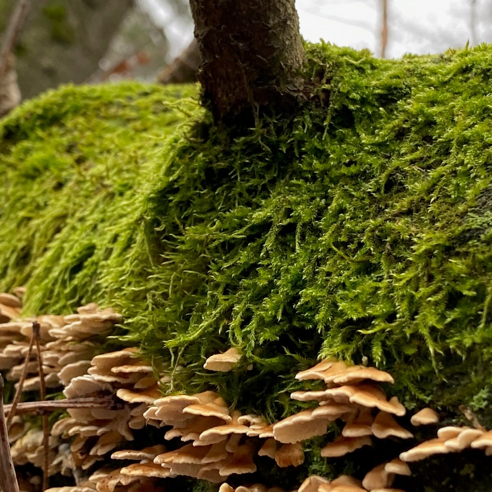 In the woods - by Helmut Hoffer von Ankershoffen